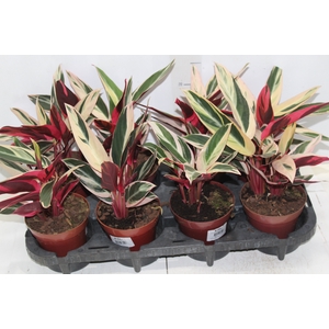 CALATHEA TRIALSTAR P12