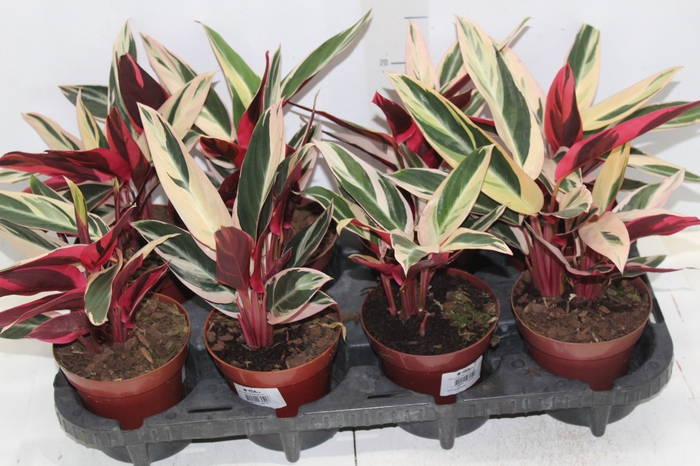 <h4>CALATHEA TRIALSTAR P12</h4>