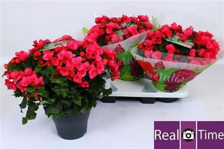 <h4>Beg En Betulia Pink</h4>