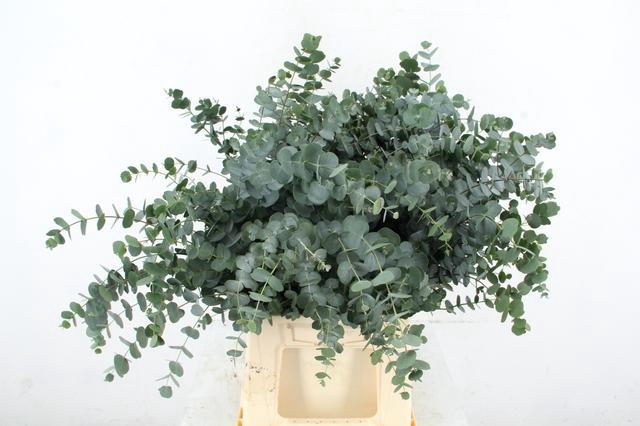 <h4>EUC GU AZURA 055CM</h4>