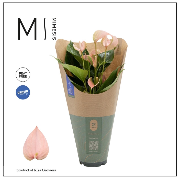 <h4>Anthurium - KARMA Peach | 12cm | ECO/KRAFT SLEEVE</h4>
