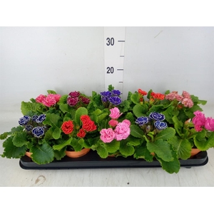 Primula ac. 'Bellisimo'   ..mix