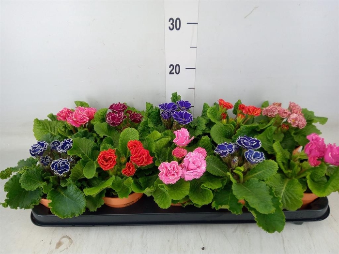 <h4>Primula ac. 'Bellisimo'   ..mix</h4>