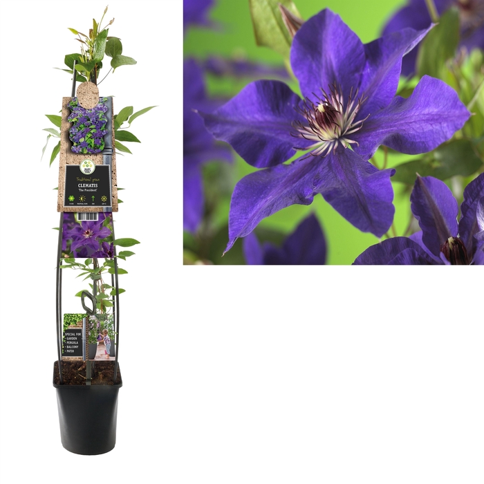 <h4>Clematis 'The President' +3.0 label</h4>