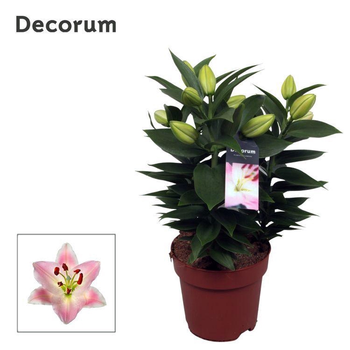 <h4>Lilium Or Souvenir 17cm</h4>