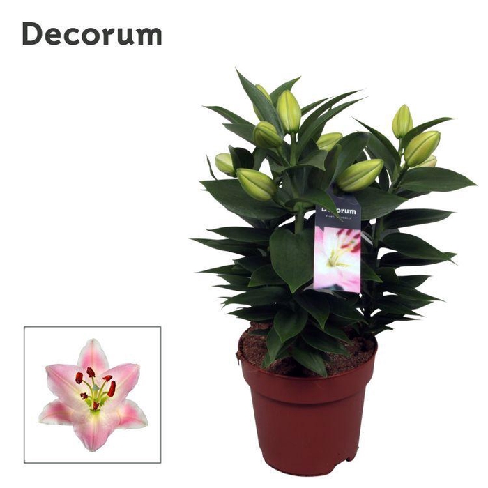 <h4>Lilium Or Souvenir 17cm</h4>