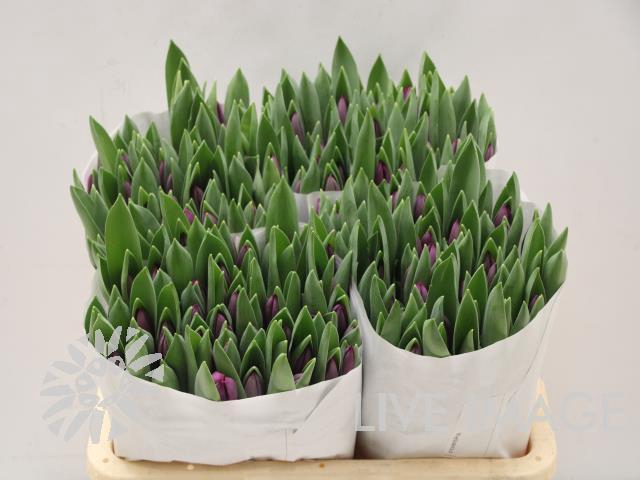 <h4>Tulipa si roeska</h4>