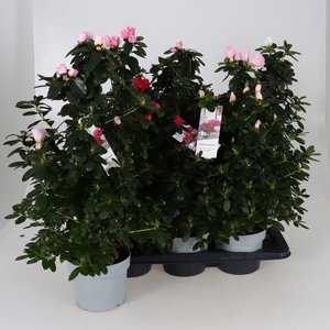 RHODO SI GEM