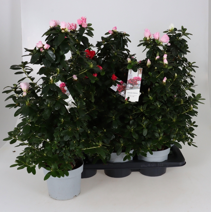 <h4>RHODO SI GEM</h4>