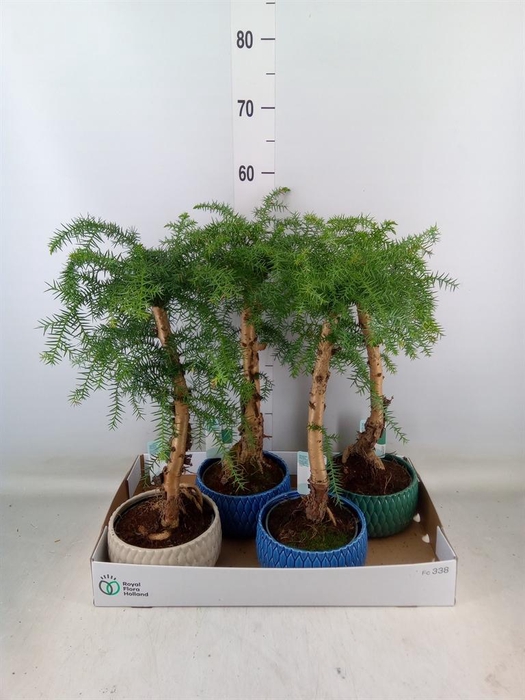 <h4>Araucaria   ...</h4>