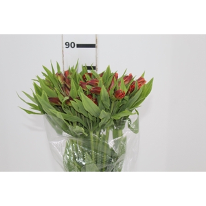 ALSTROEMERIA CINNAMON 080 CM