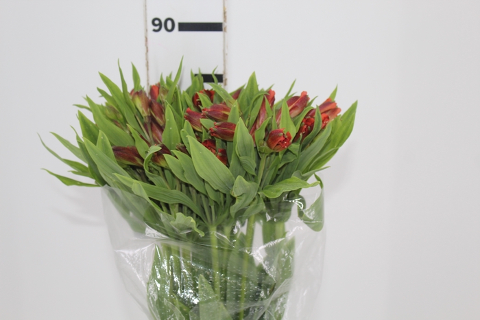 <h4>ALSTROEMERIA CINNAMON 080 CM</h4>