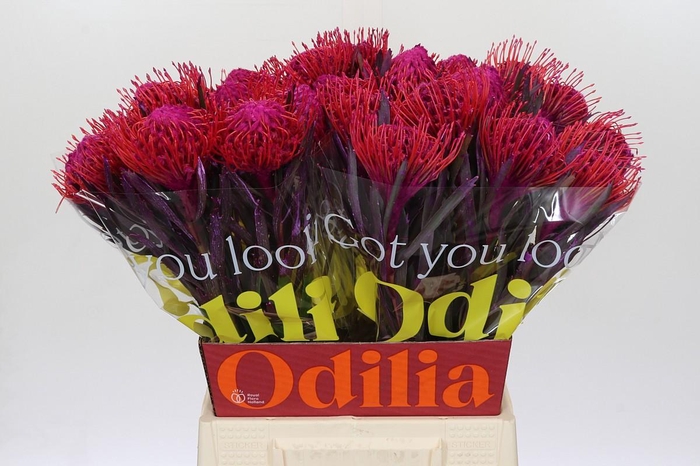 <h4>Nutans Painted Cerise</h4>