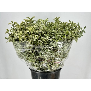 Pittosporum Nigra