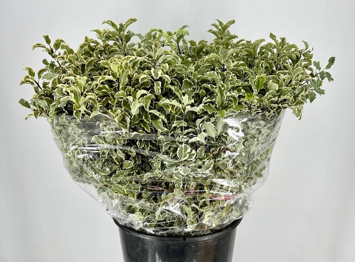 <h4>Pittosporum Nigra</h4>