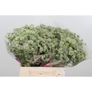 Astrantia Wit Billion Stars