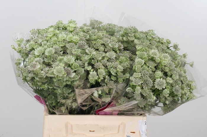 <h4>Astrantia Wit Billion Stars</h4>