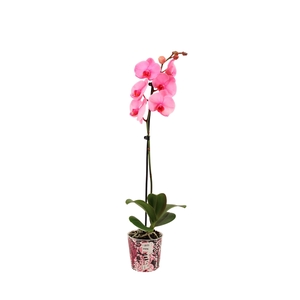 Potcover I Am Pink Phal I Am Pink 1T9+