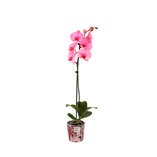 <h4>Potcover I Am Pink Phal I Am Pink 1T9+</h4>