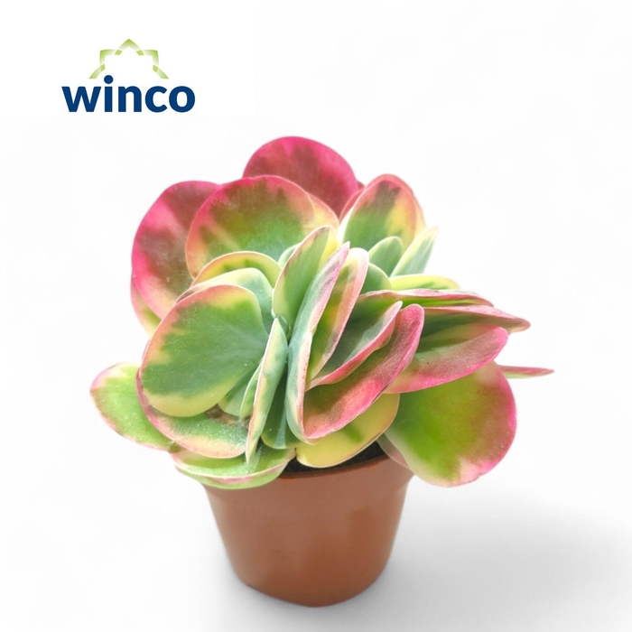 <h4>Kalanchoe Thyrsiflora Variegata (Group)</h4>