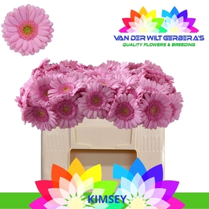GE MI KIMSEY
