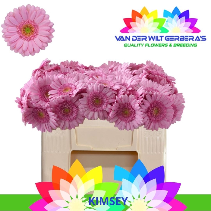 <h4>GE MI KIMSEY</h4>