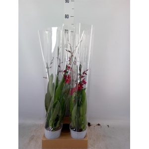 Burrageara 'Nelly Isler'