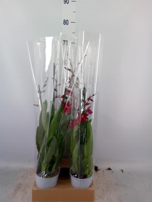 <h4>Burrageara  'Nelly Isler'</h4>