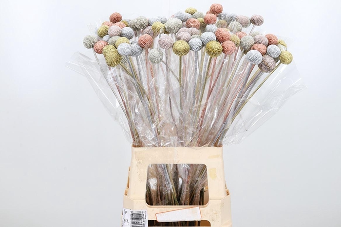 <h4>Craspedia Kl Bh X-mas Bling Bling</h4>