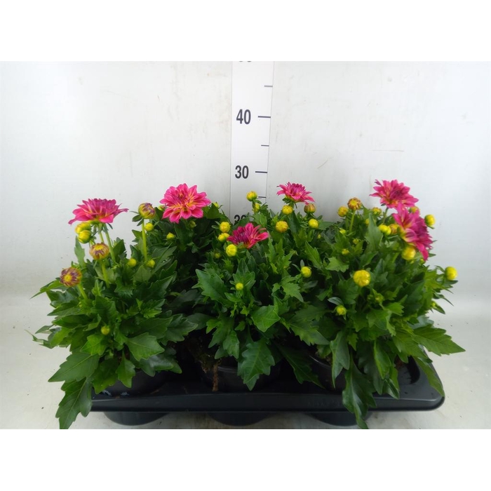 <h4>Dahlia  'Dahlinova Tempt Pink Bico'</h4>