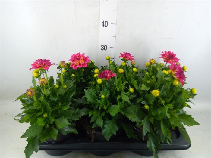 Dahlia  'Dahlinova Tempt Pink Bico'