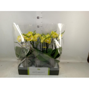 Phalaenopsis multi. 'Ant Arezzo'