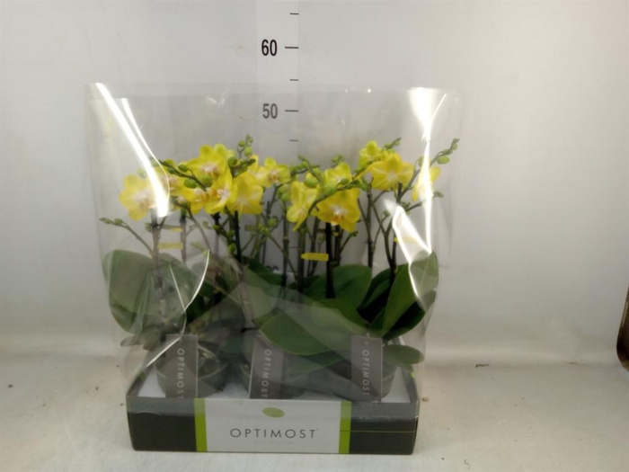 <h4>Phalaenopsis multi. 'Ant Arezzo'</h4>