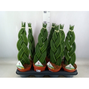 Sansevieria cyl.  ...