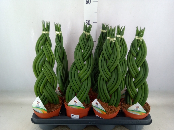 <h4>Sansevieria cyl.  ...</h4>