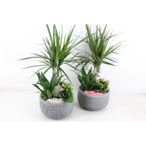 arr2 PL - Ker. barok dracena - roze/wit
