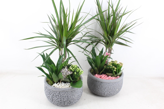 <h4>arr2 PL - Ker. barok dracena - roze/wit</h4>
