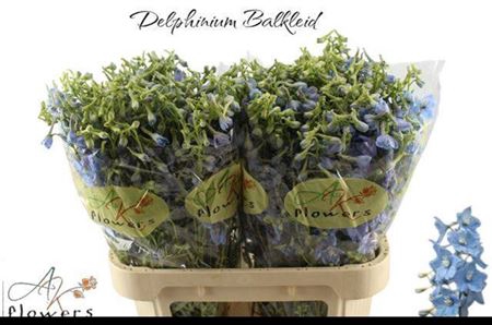 <h4>Delph En Ballkleid Ex</h4>