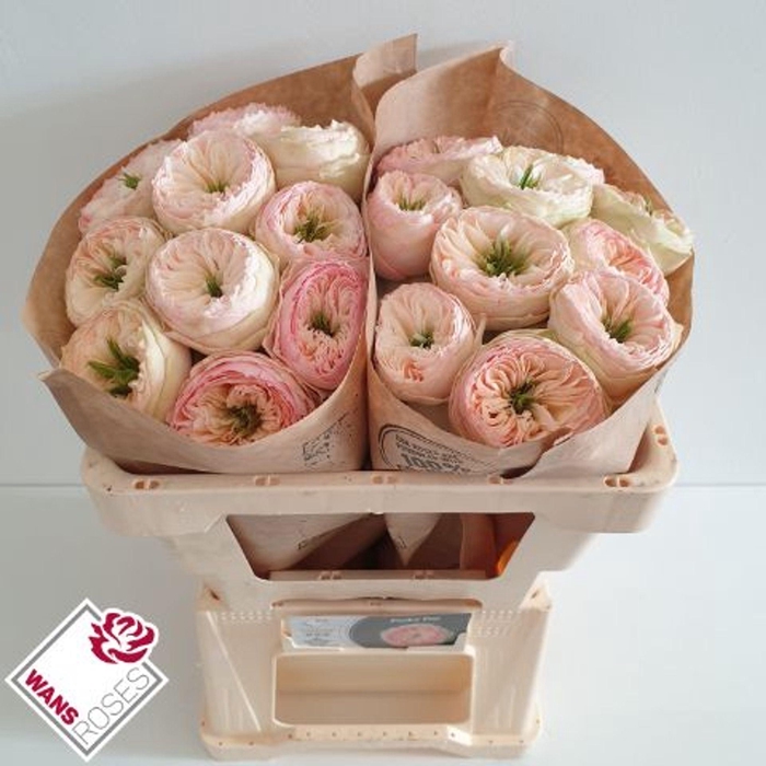 <h4>ROSA GR 'PINKY PIE'</h4>