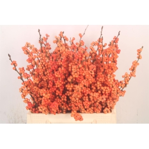 Ilex Verticilata Winter Gold