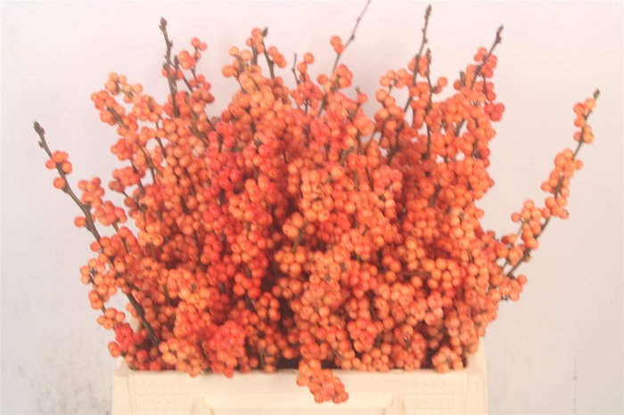 <h4>Ilex Verticilata Winter Gold</h4>