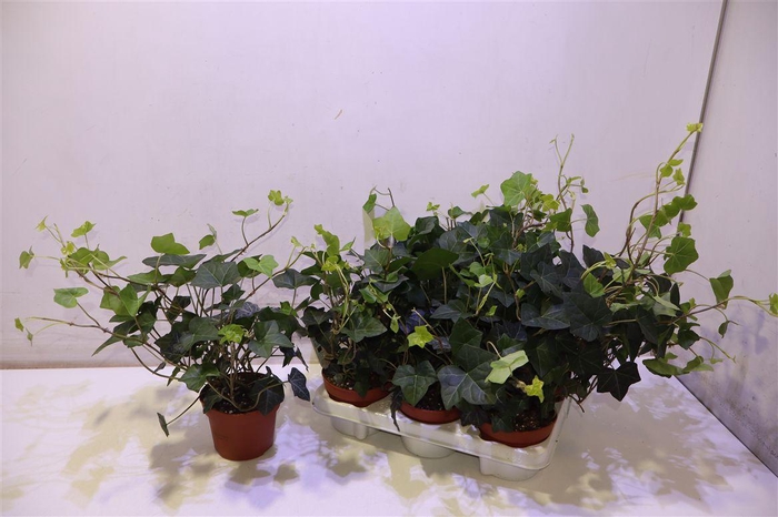 <h4>arr8 Hede Hibernica</h4>