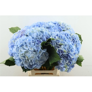 Hydr M Verena Blue 60-20