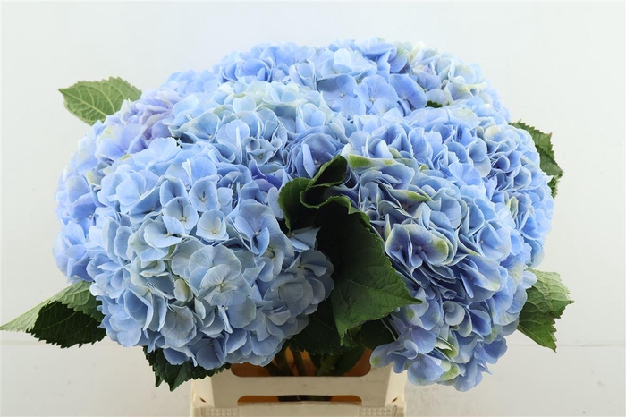 <h4>Hydr M Verena Blue 60-20</h4>