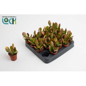 Crassula Sunset