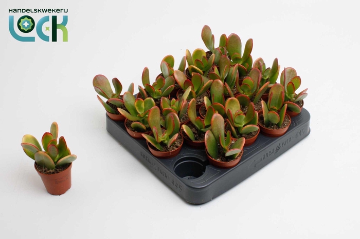 <h4>Crassula Sunset</h4>