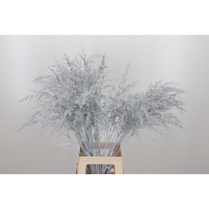 Calamagrostis Kl Bh Wit
