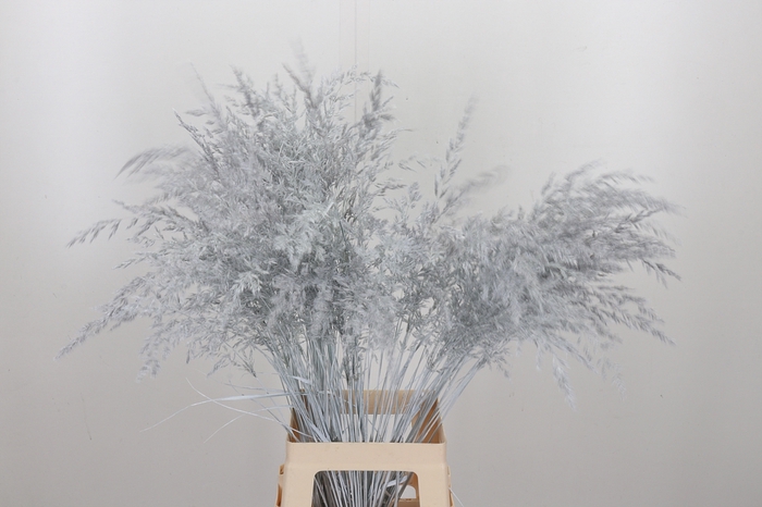 <h4>Calamagrostis Kl Bh Wit</h4>