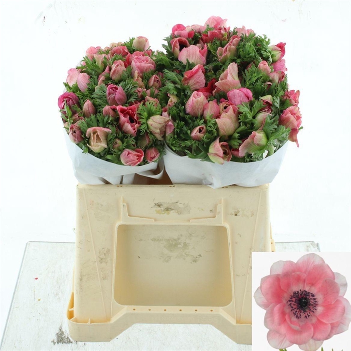 <h4>ANEM CO MIS + PINKIE</h4>