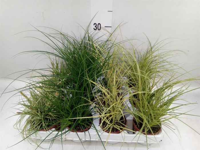 <h4>Carex   ...mix</h4>